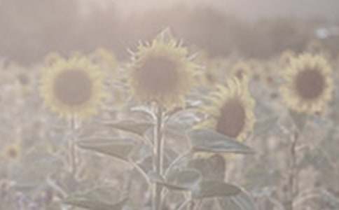 ��ѡ̫�������꼶���Ľ�����ƪ