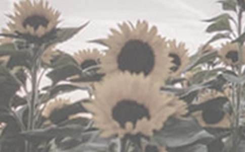 ��ѡ̫����������300��10ƪ