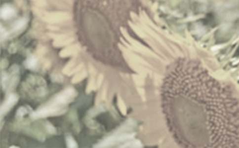 ̫����������600��4ƪ