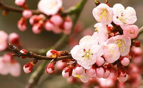 桃花写景作文合集十篇