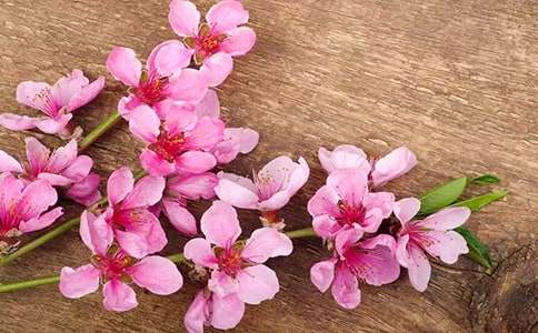 �һ�Сѧ���꼶���ľ���