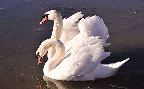 ��ƽ�����������