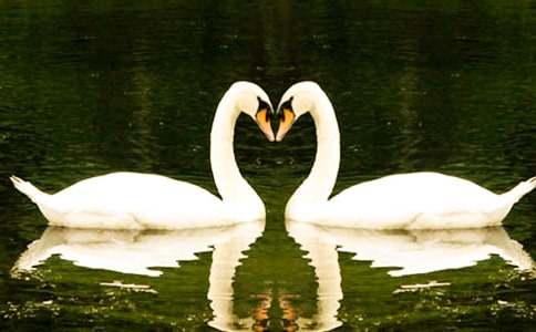 《黑天鹅紫水晶》读后感(汇编15篇)