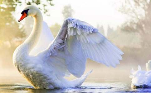 �������ˮ���Ķ����