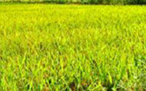 小学田野即景单元作文