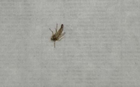 �������ֱ�����