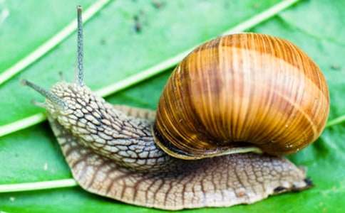 蜗牛观察日记【精】