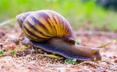 蜗牛观察日记通用15篇