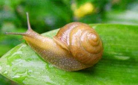 观察蜗牛日记四篇