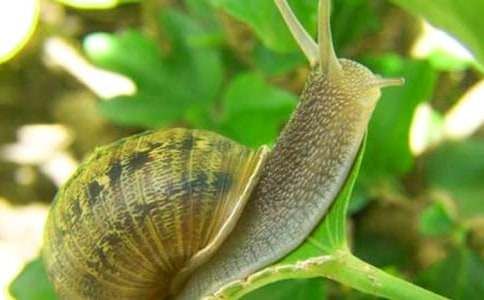 观察蜗牛的日记