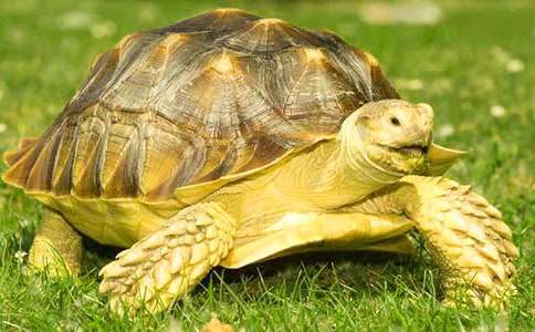 《能闻出孩子味的乌龟》读后感大全15篇