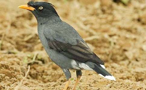 关于《乌鸦喝水》教案模板7篇