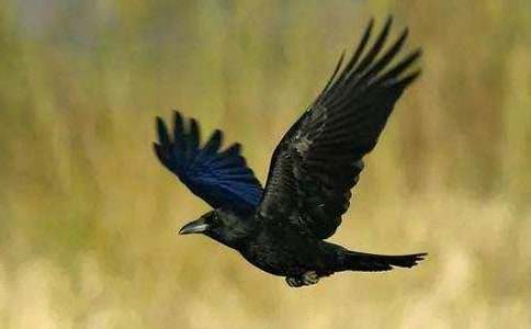 ����ѻ��ˮ�������(15ƪ)