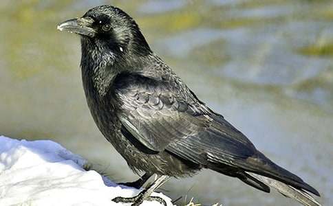 ��ѻ��ˮ�Ľ̰�15ƪ