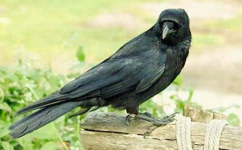 ����ѧ��ѻ��ˮ��˼����ȫ6ƪ��