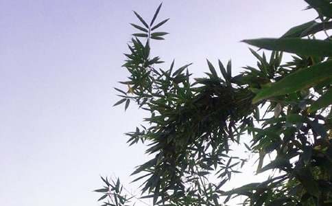 每日一句午安心语短信汇编53句