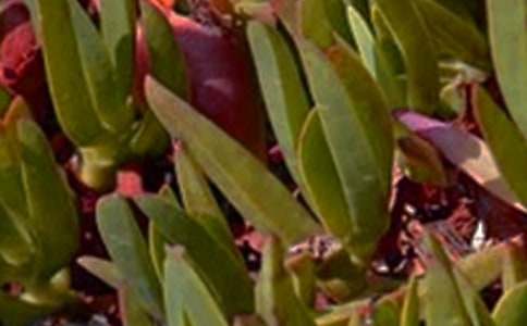 ����ϵ�簲QQ�ʺ���36��