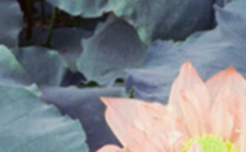 夏至的唯美诗句句子优秀