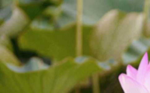 夏至唯美诗句优秀