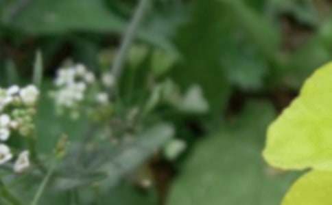 夏至唯美短句【热门】