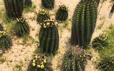 �۲�ֲ������������