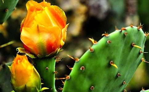 我的仙人掌作文【优秀】