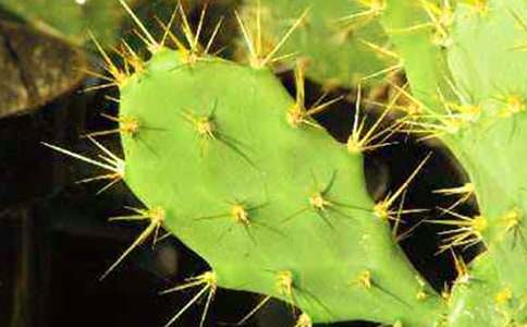 �����ƹ۲��ռǣ���ѡ25ƪ��