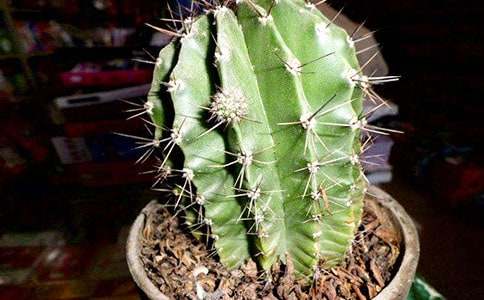 �����ƹ۲��ռǾ�ѡ15ƪ