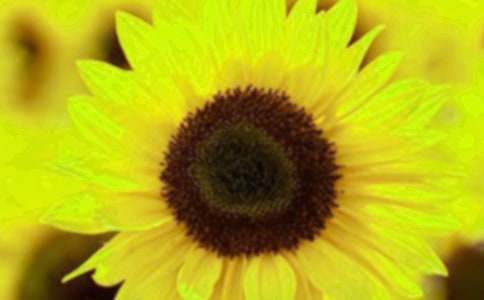 向日葵700字_六年级作文_小学作文