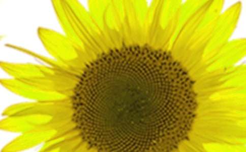 观察向日葵的日记