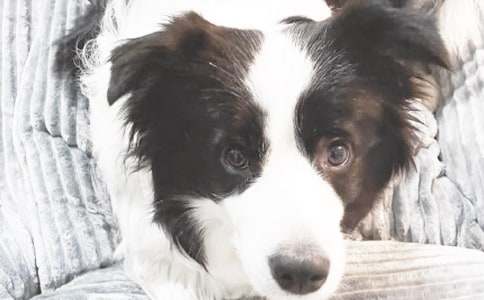 ʵ�õ�Сѧ���ɰ���С�����Ľ�����ƪ