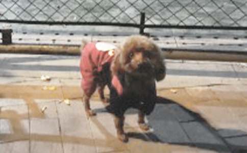 实用的小学生可爱的小狗作文汇编6篇