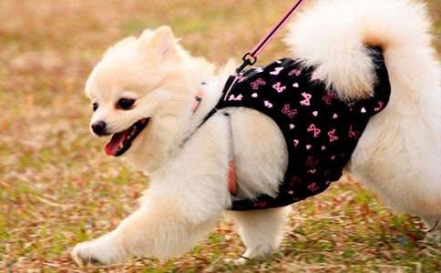 关于小学生可爱的小狗作文300字锦集10篇