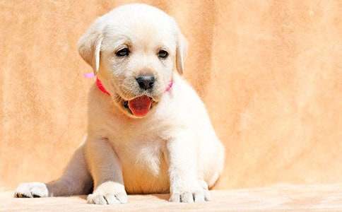 Сѧ���ɰ���С������300�ּ�����ƪ