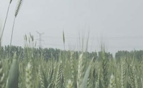 幼儿大班社会教案《小麦丰收啦》