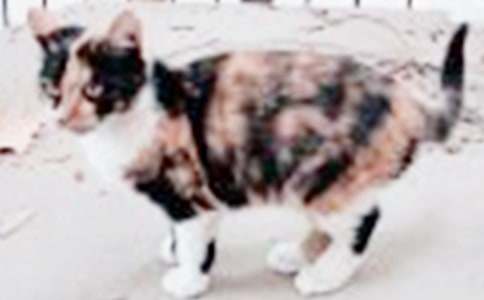 小猫小学作文 15篇