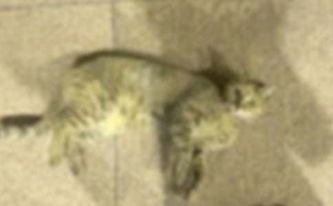 ����ѡ��Сѧ��Сè����300�ֽ�����ƪ