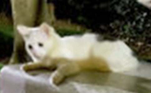 ��ʵ�á�СѧСè���ļ���8ƪ