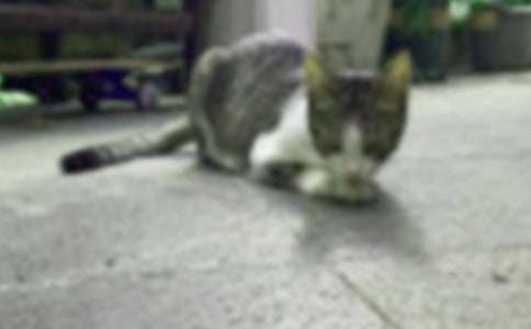 ��ʵ�á�СèСѧ���Ļ��ܾ�ƪ