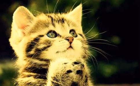 ʵ�õ�СèСѧ���ĺϼ���ƪ