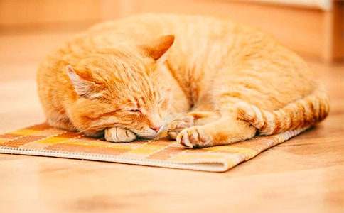 Сè���ʯ��Сѧ����