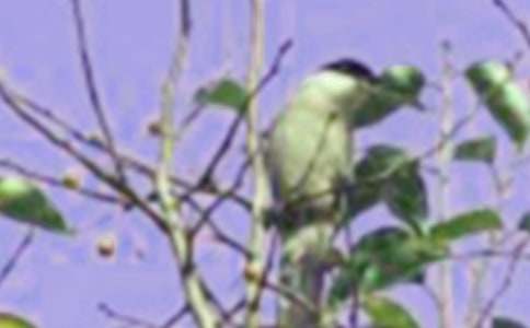 С��ѧ���쿴ͼд��