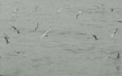 ����������һֻС������250��