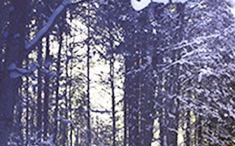 ���Сѩ�������̰���ͨ��5ƪ��