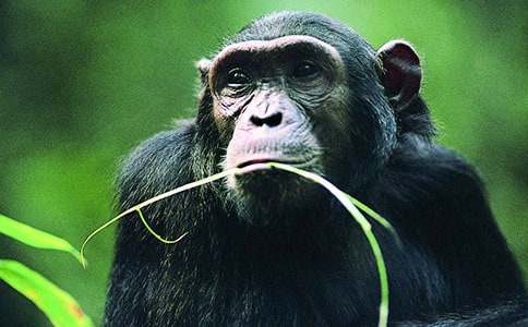 狗与猩猩-初三作文大全