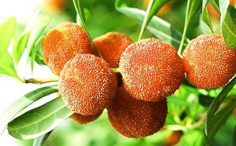 初夏的杨梅优秀作文350字