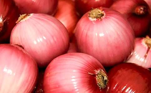 洋葱的观察日记5篇