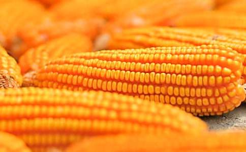 (优秀)掰玉米作文