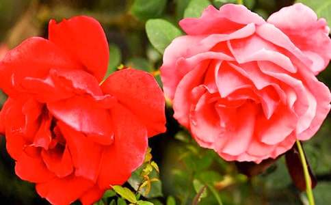 ����ѡ���¼������꼶������ƪ