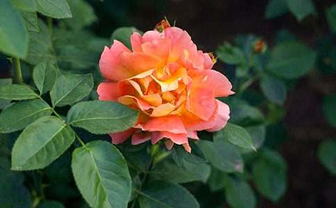 �����š��¼������꼶������ƪ